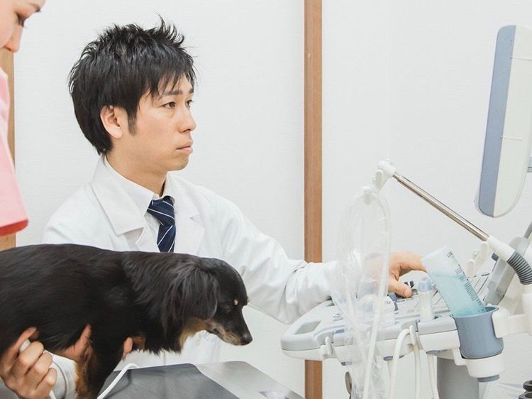 桜の街どうぶつ病院エコー