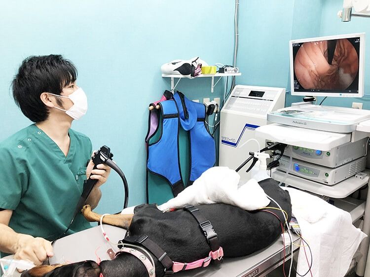 ”桜の街どうぶつ病院の内視鏡”