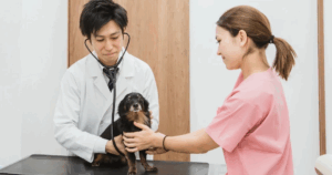 桜の街どうぶつ病院のスタッフ